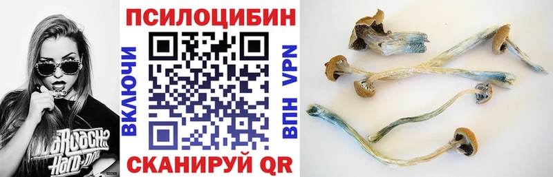 Галлюциногенные грибы Psilocybe Дегтярск